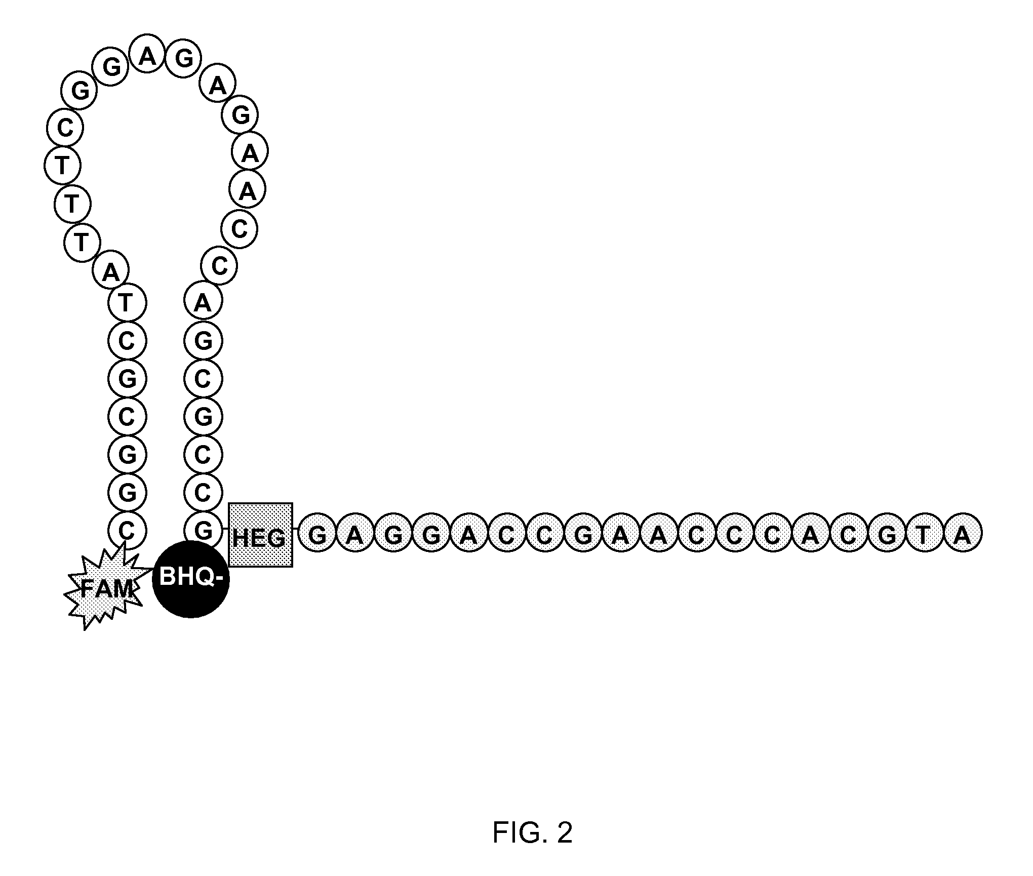 Methods and compositions for the detection and quantification of e.coli and enterococcus