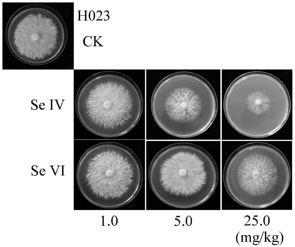 Method for Biosynthesizing Organic Selenium Using Seafood Mushroom