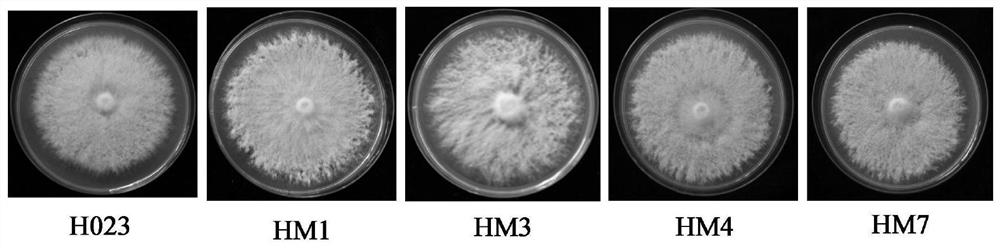 Method for Biosynthesizing Organic Selenium Using Seafood Mushroom