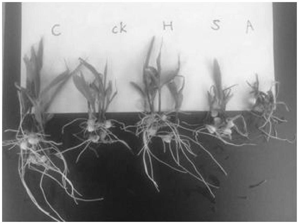 Application of anabaena and/or spirulina extract as biostimulant in agricultural production