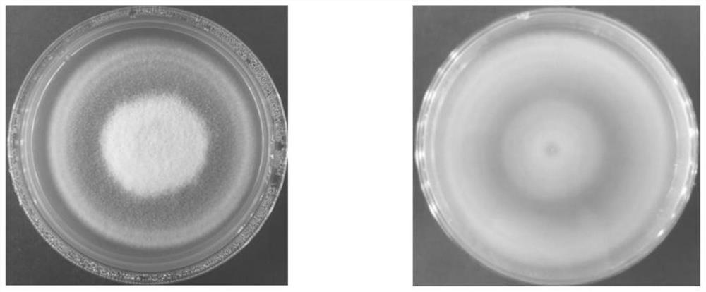 Purpureocillium lilacinum strain and application thereof in prevention and treatment of phyllotreta striolata