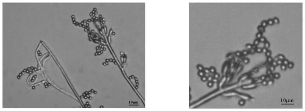 Purpureocillium lilacinum strain and application thereof in prevention and treatment of phyllotreta striolata