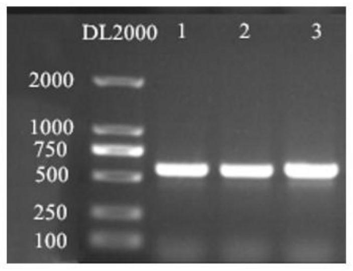 Purpureocillium lilacinum strain and application thereof in prevention and treatment of phyllotreta striolata