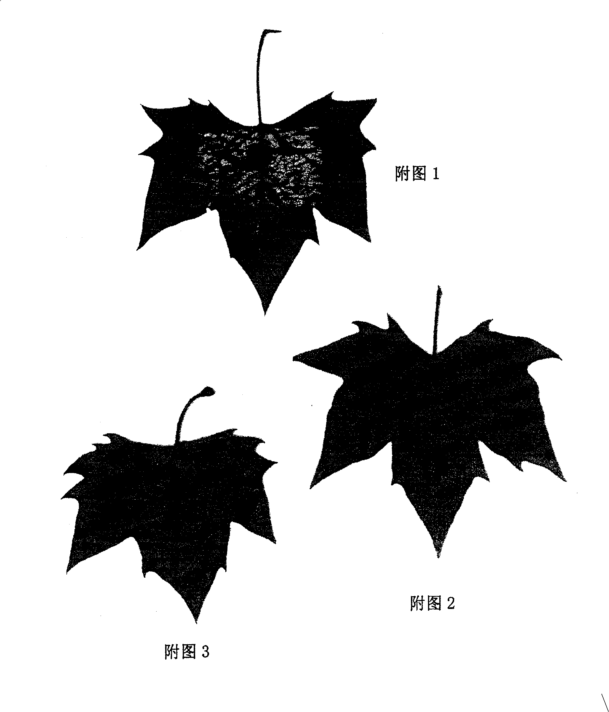 Method for carving leaves through laser