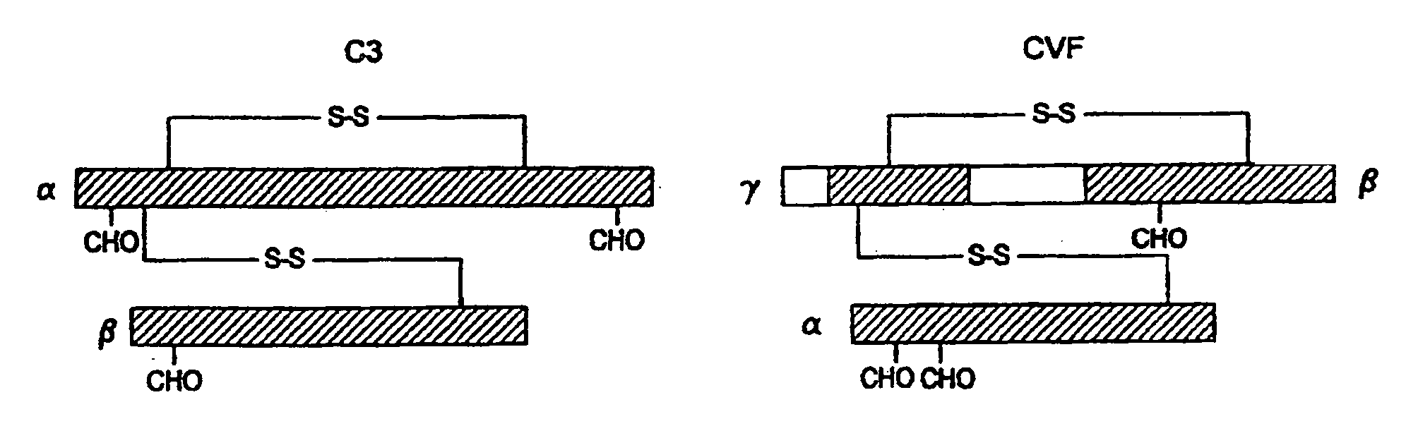 Human complement C3 derivates with cobra venom factor-like function