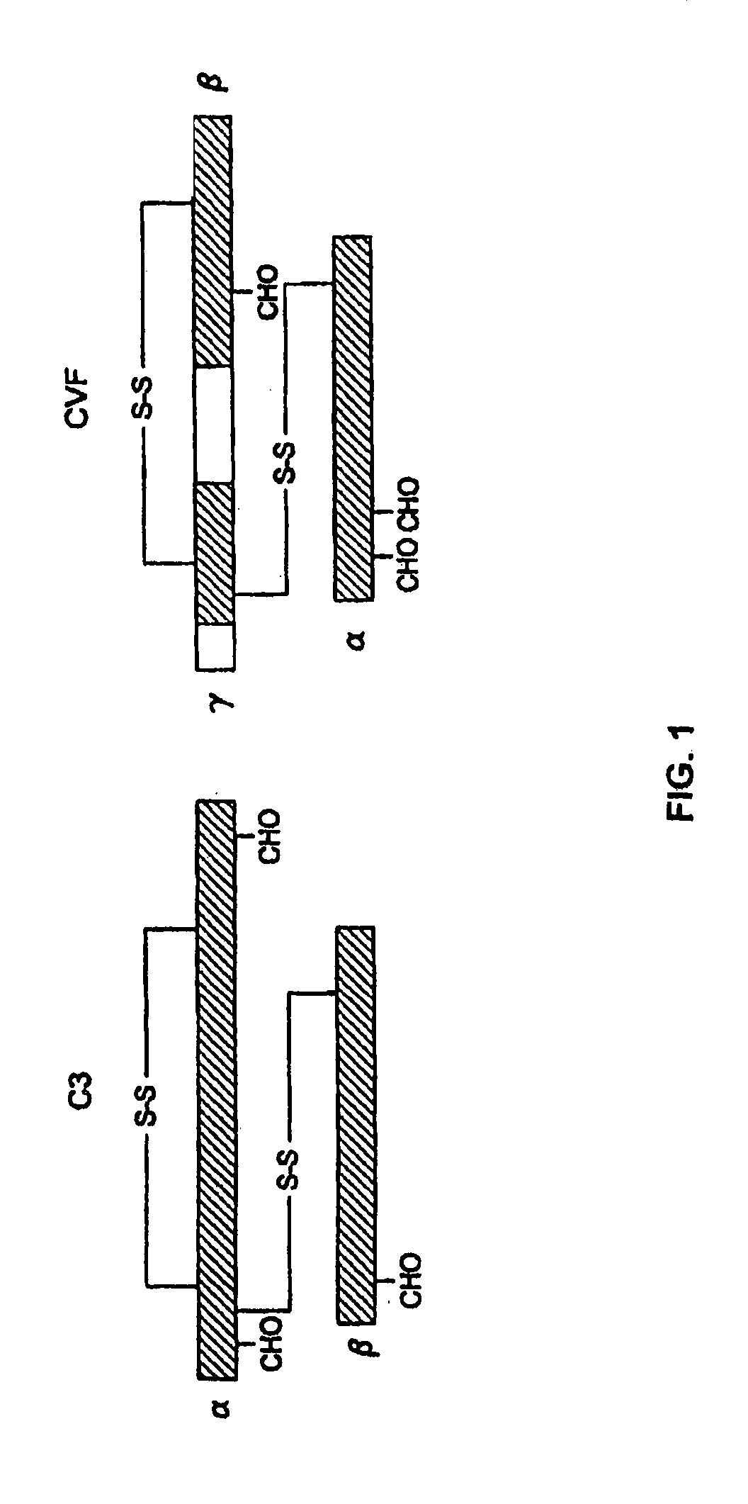 Human complement C3 derivates with cobra venom factor-like function