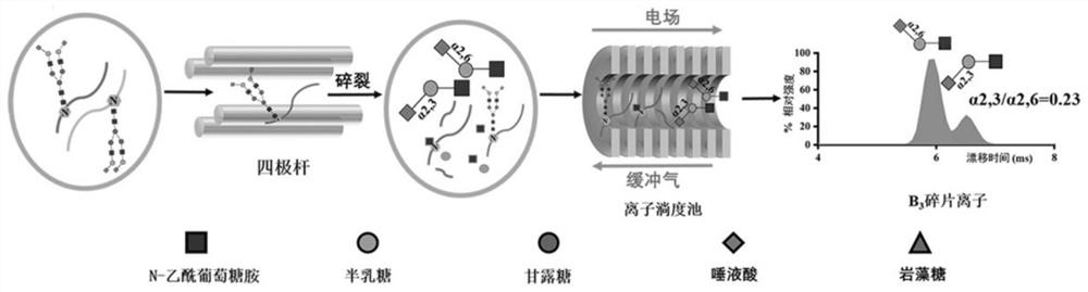 Relative quantification method of N-glycopeptide terminal sialic acid alpha 2, 6 and alpha 2, 3 connection isomerism