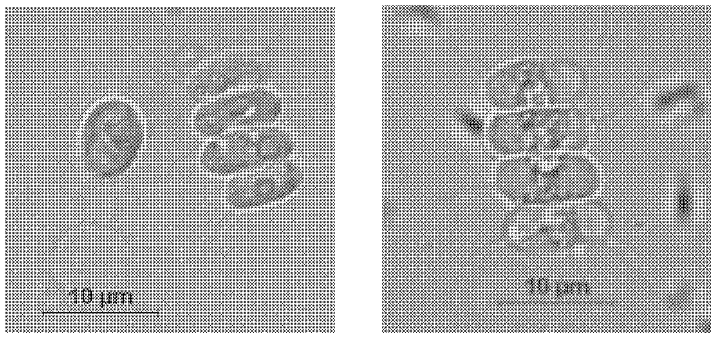 Scenedesmus strain and application thereof