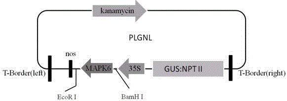 Mulberry transgenic method based on agrobacterium tumefacien mediated hybernacle injection