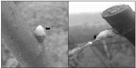 Mulberry transgenic method based on agrobacterium tumefacien mediated hybernacle injection