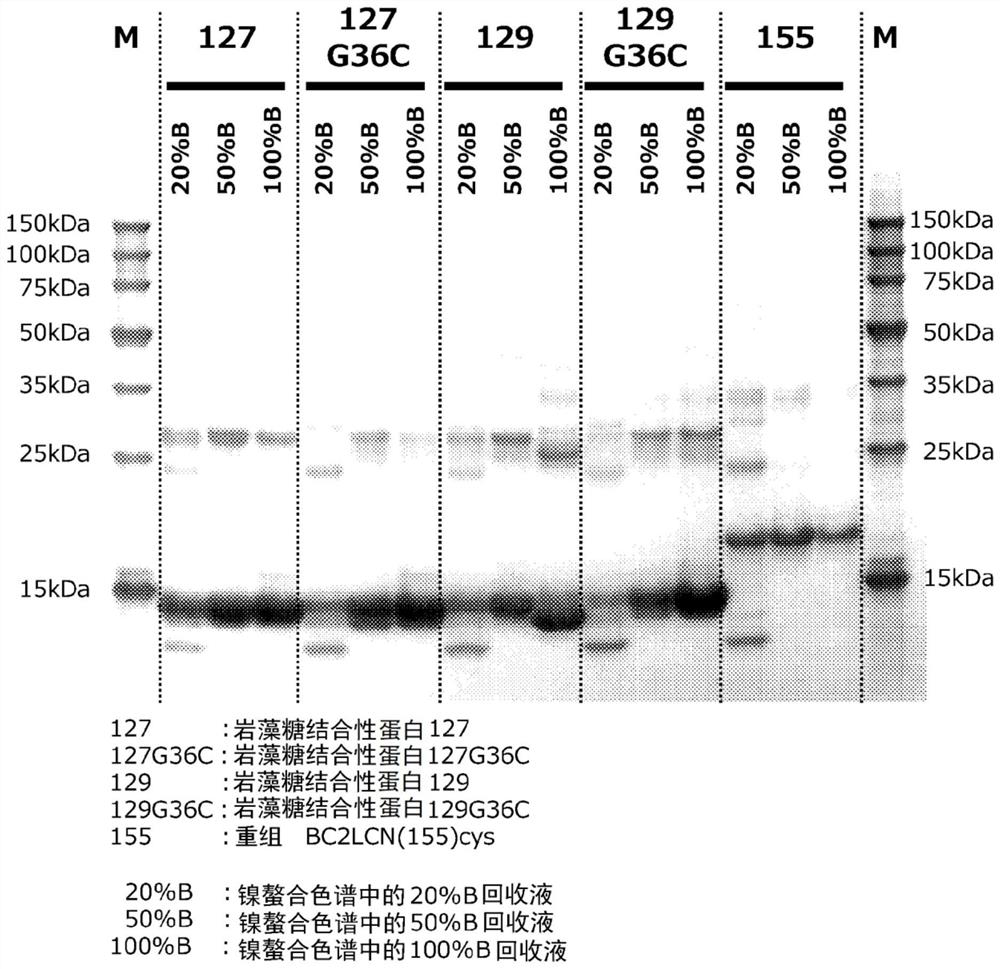 Fucose-binding protein, method for producing same, and use of same