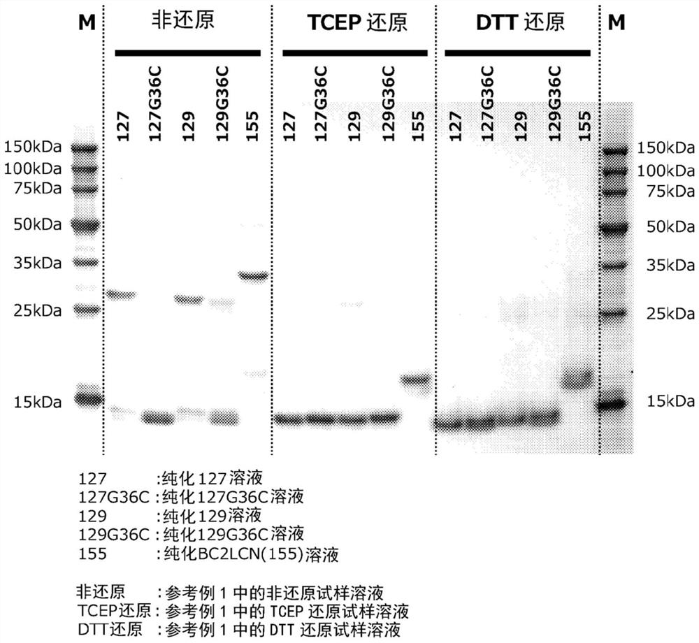 Fucose-binding protein, method for producing same, and use of same