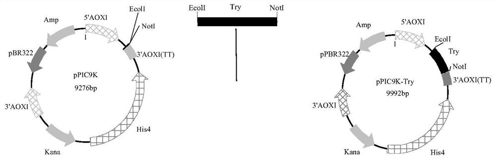 Autotomy-resistant high-specific-activity trypsin mutant