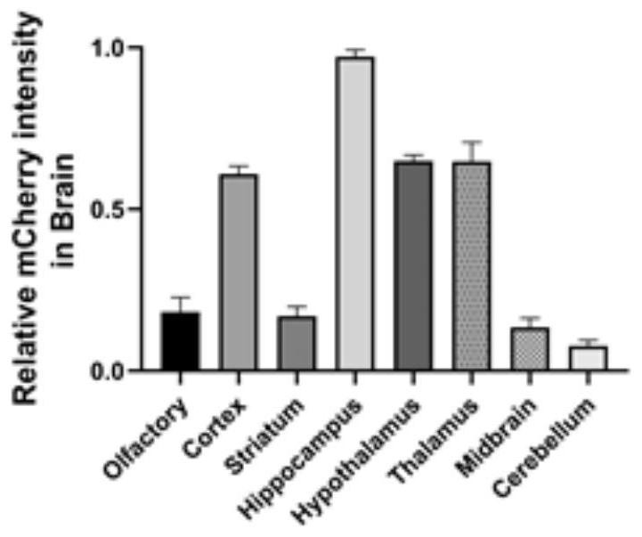 Method for central targeted delivery of siRNA based on adipose tissue and application