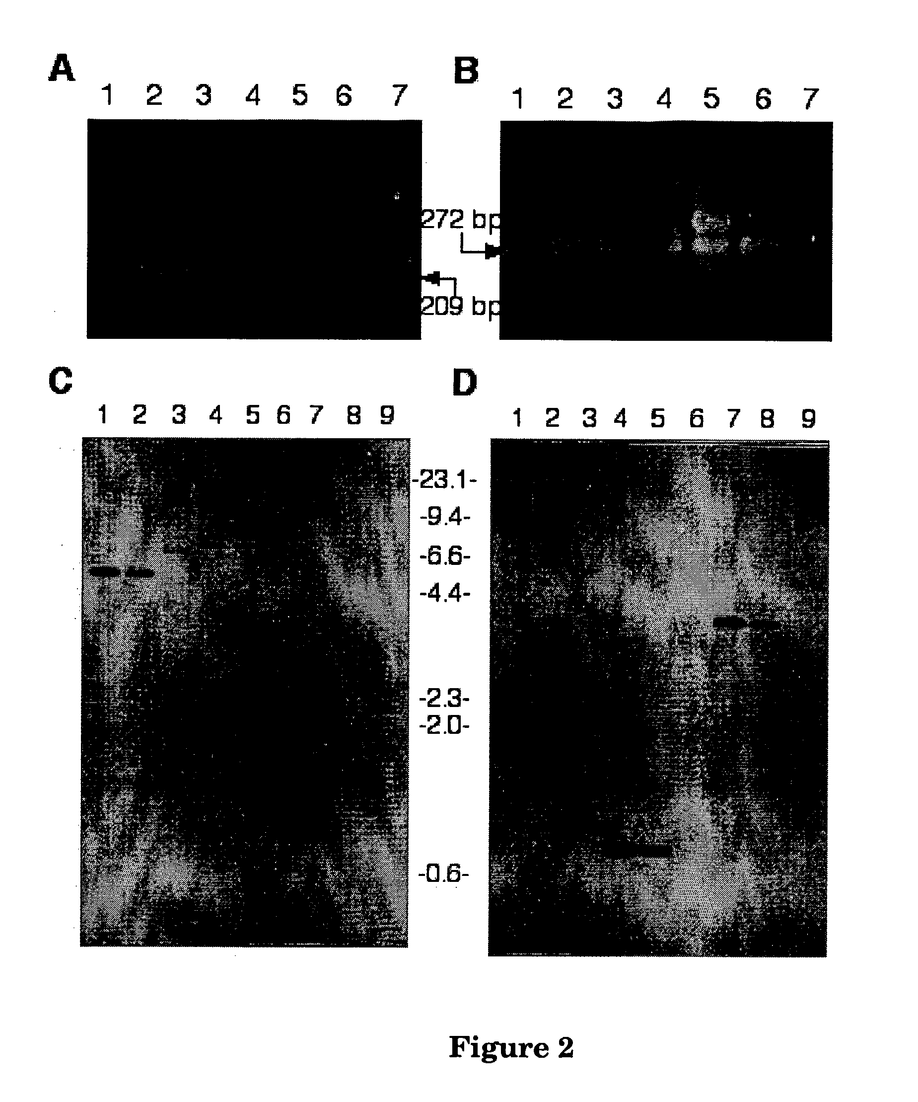 Indole-Diterpene Biosynthesis