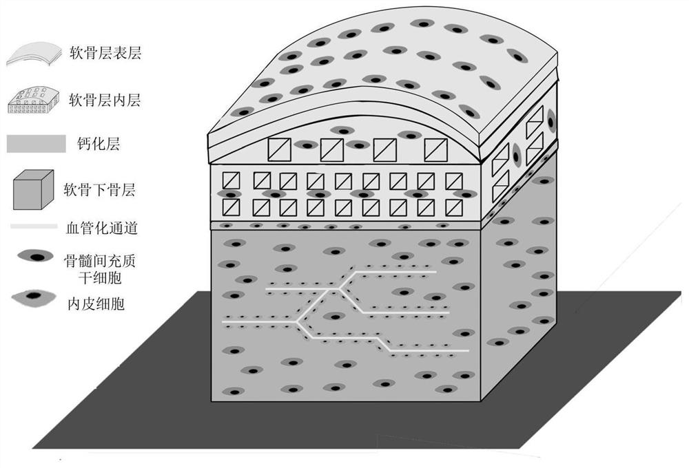 Bionic cell-containing large bone cartilage biological scaffold and preparation method thereof