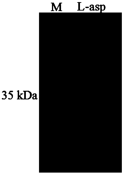 Recombinant L-asparaginase and preparation method and use thereof