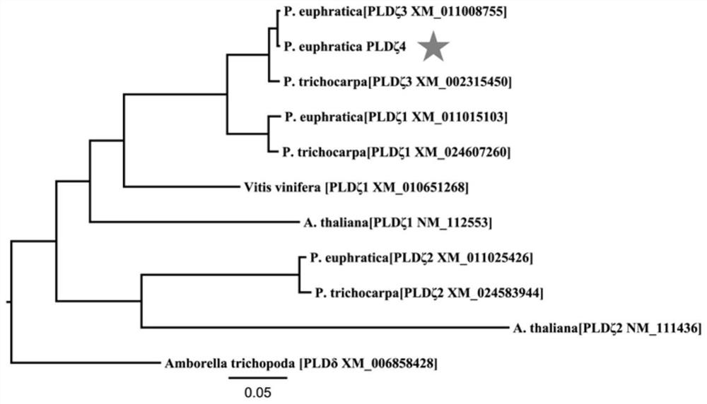 Phospholipase D gene for promoting plant root development and application thereof