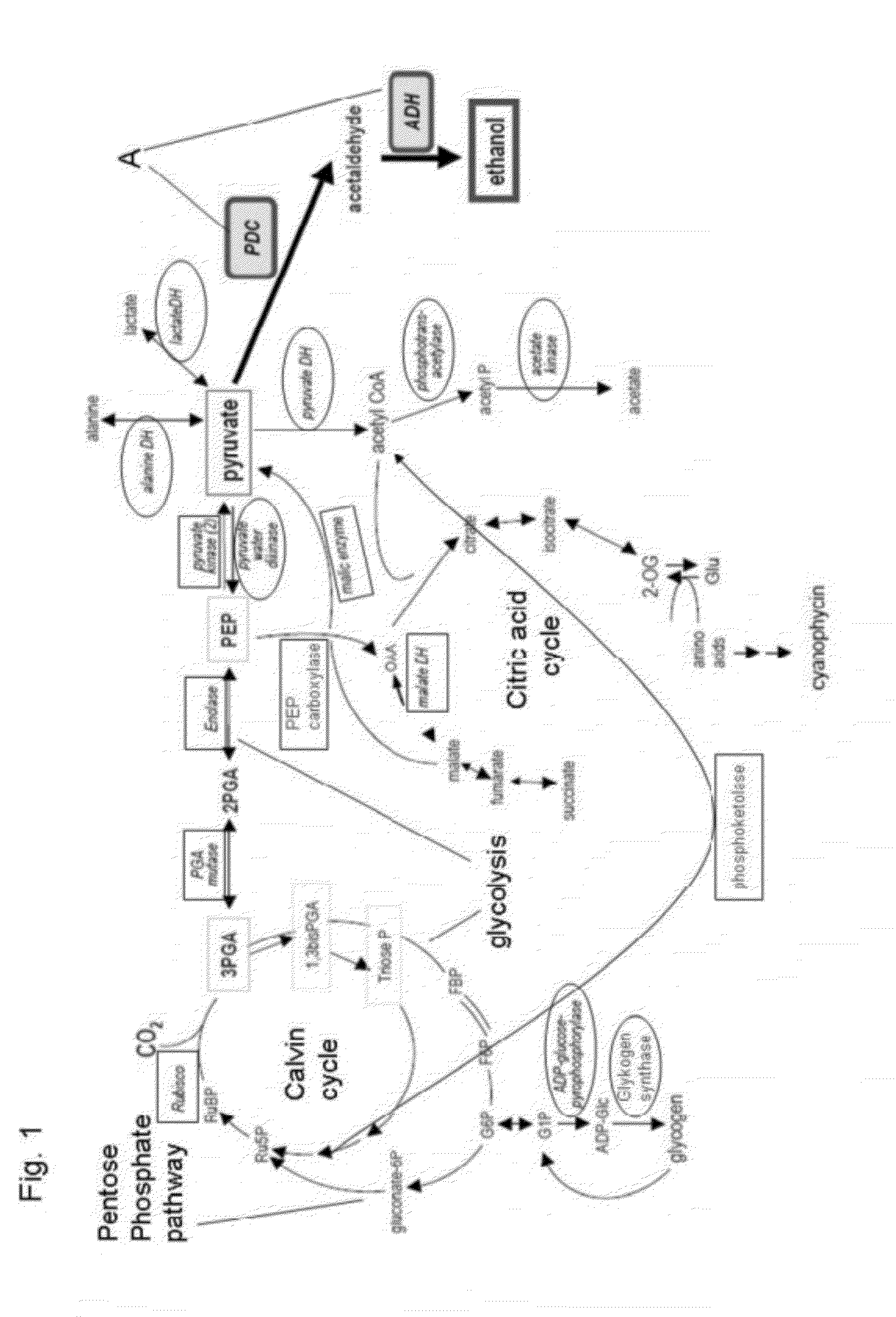 Metabolically Enhanced Photoautotrophic Ethanol Producing Host Cells, Method For Producing The Host Cells, Constructs For The Transformation Of The Host Cells, And Method Of Producing Ethanol Using The Host Cells