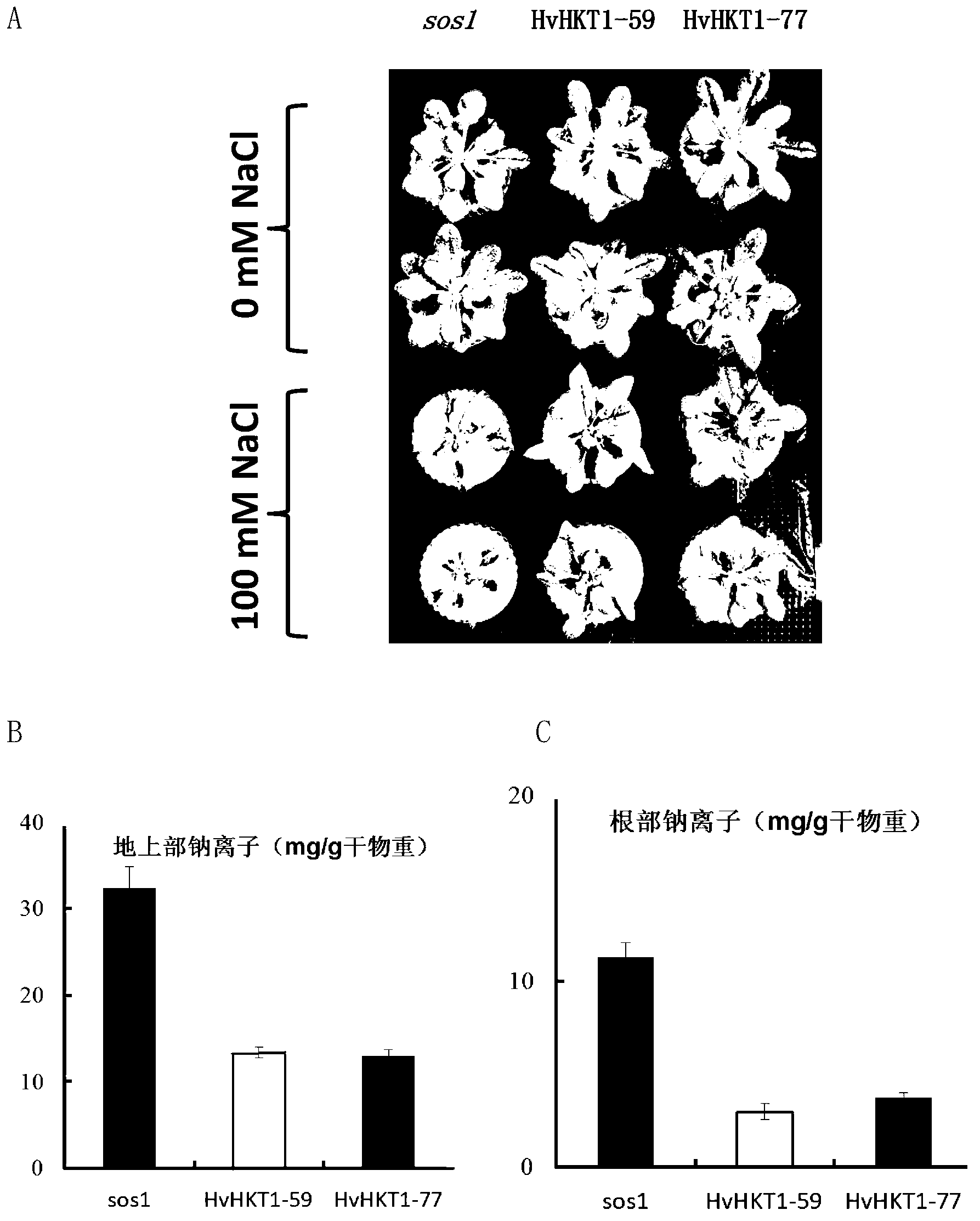 Application of barley HvHKT1gene