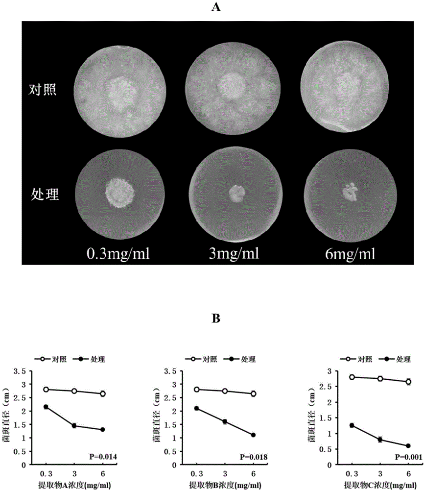 Schisandra chinensis extract and application thereof in bacteriostasis