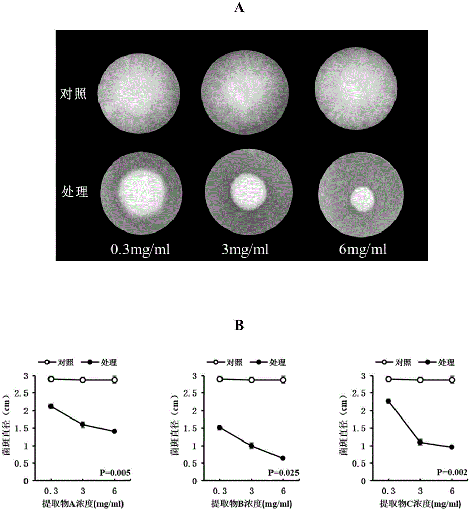 Schisandra chinensis extract and application thereof in bacteriostasis