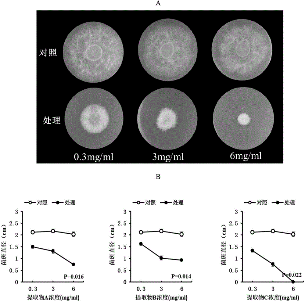 Schisandra chinensis extract and application thereof in bacteriostasis