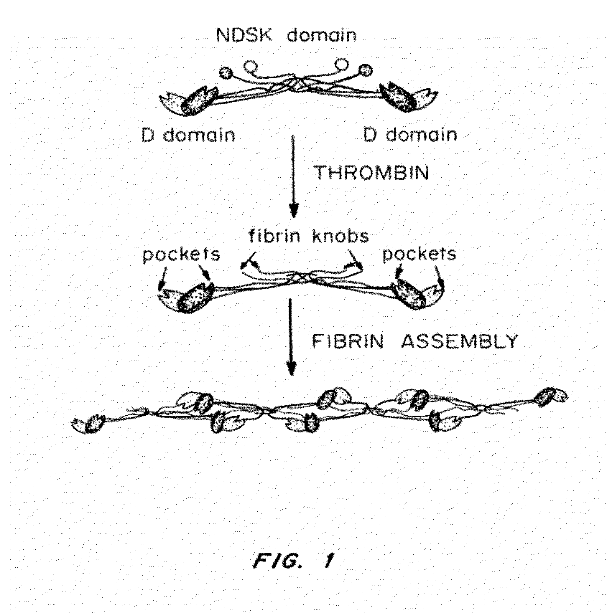 Peptides for binding fibrinogen and fibrin