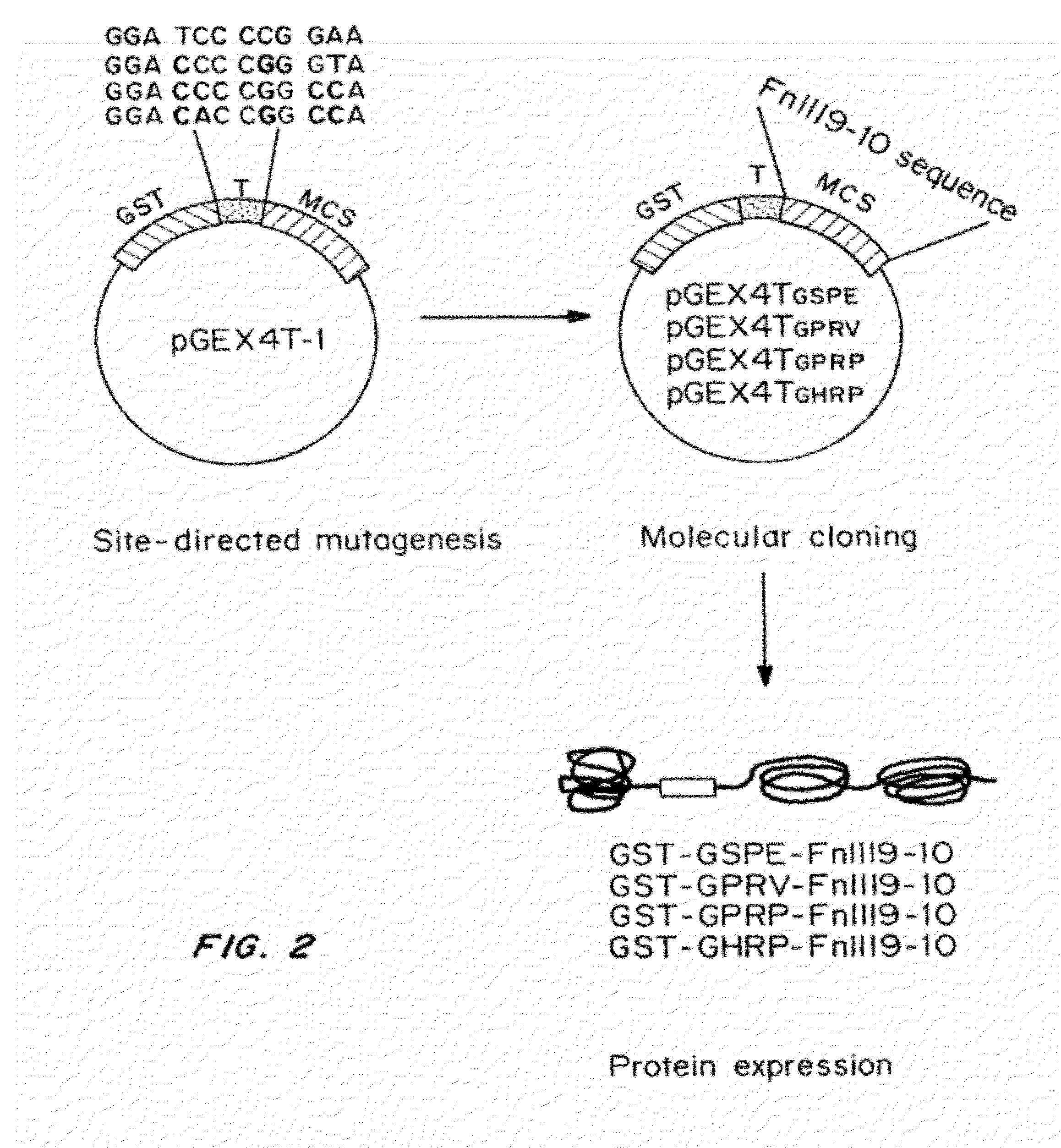 Peptides for binding fibrinogen and fibrin