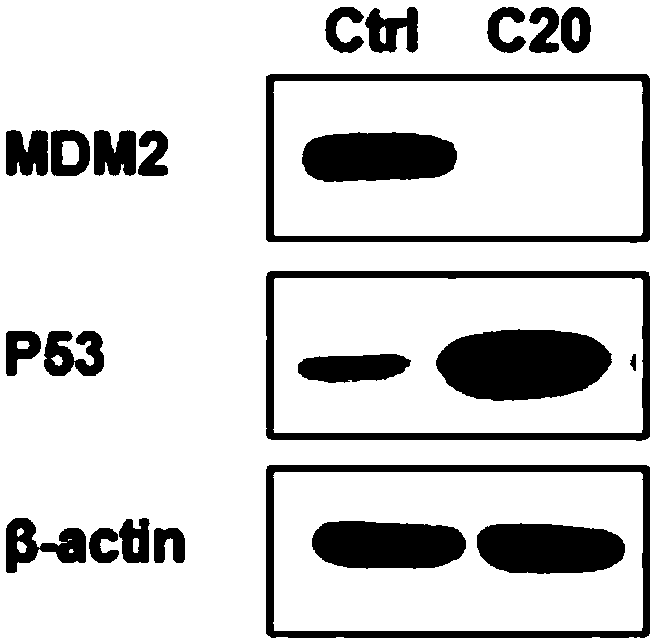 Dimer ester micromolecule PROTACs for inducing MDM2 to self-degrade E3 ubiquitin ligase