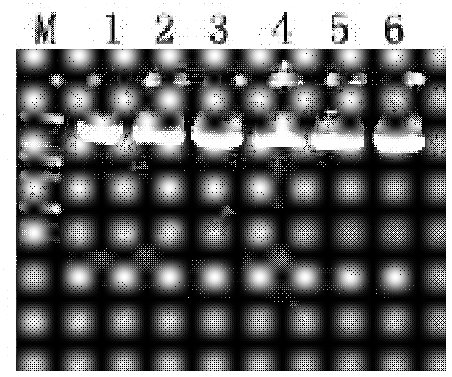 Method for obtaining tomatoes with high lycopene content and resistance to bacterial wilt through recombining genes