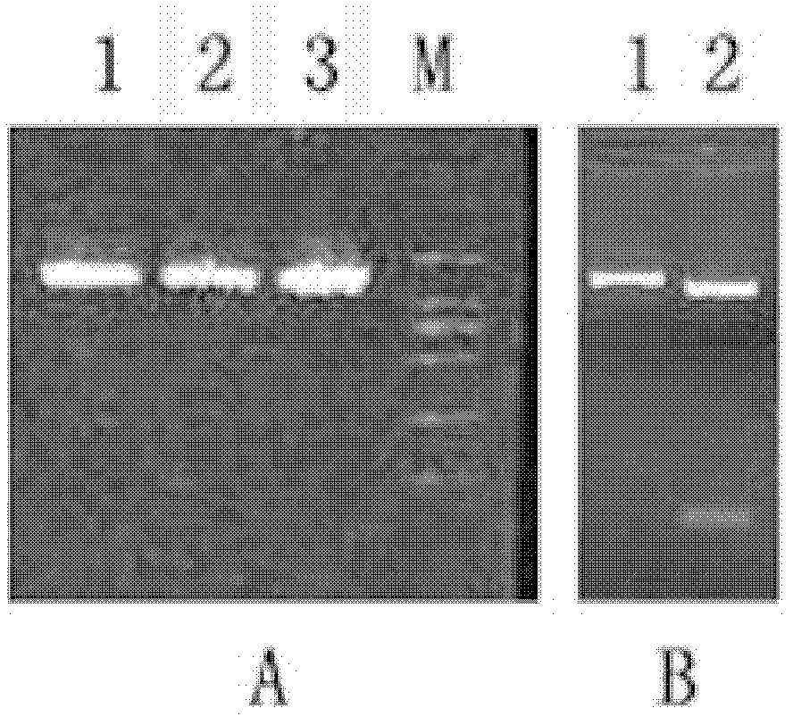 Method for obtaining tomatoes with high lycopene content and resistance to bacterial wilt through recombining genes