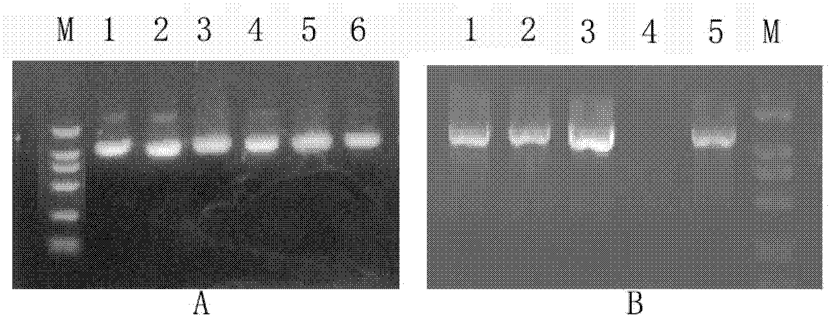 Method for obtaining tomatoes with high lycopene content and resistance to bacterial wilt through recombining genes