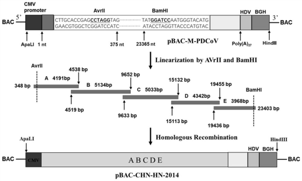 Construction method of porcine delta coronavirus infectious clone plasmid