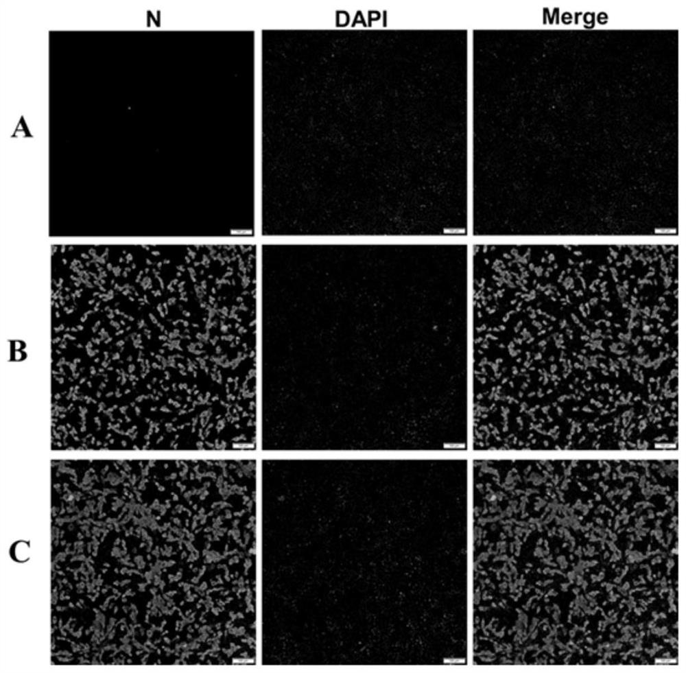 Construction method of porcine delta coronavirus infectious clone plasmid