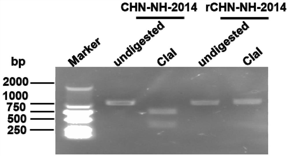 Construction method of porcine delta coronavirus infectious clone plasmid