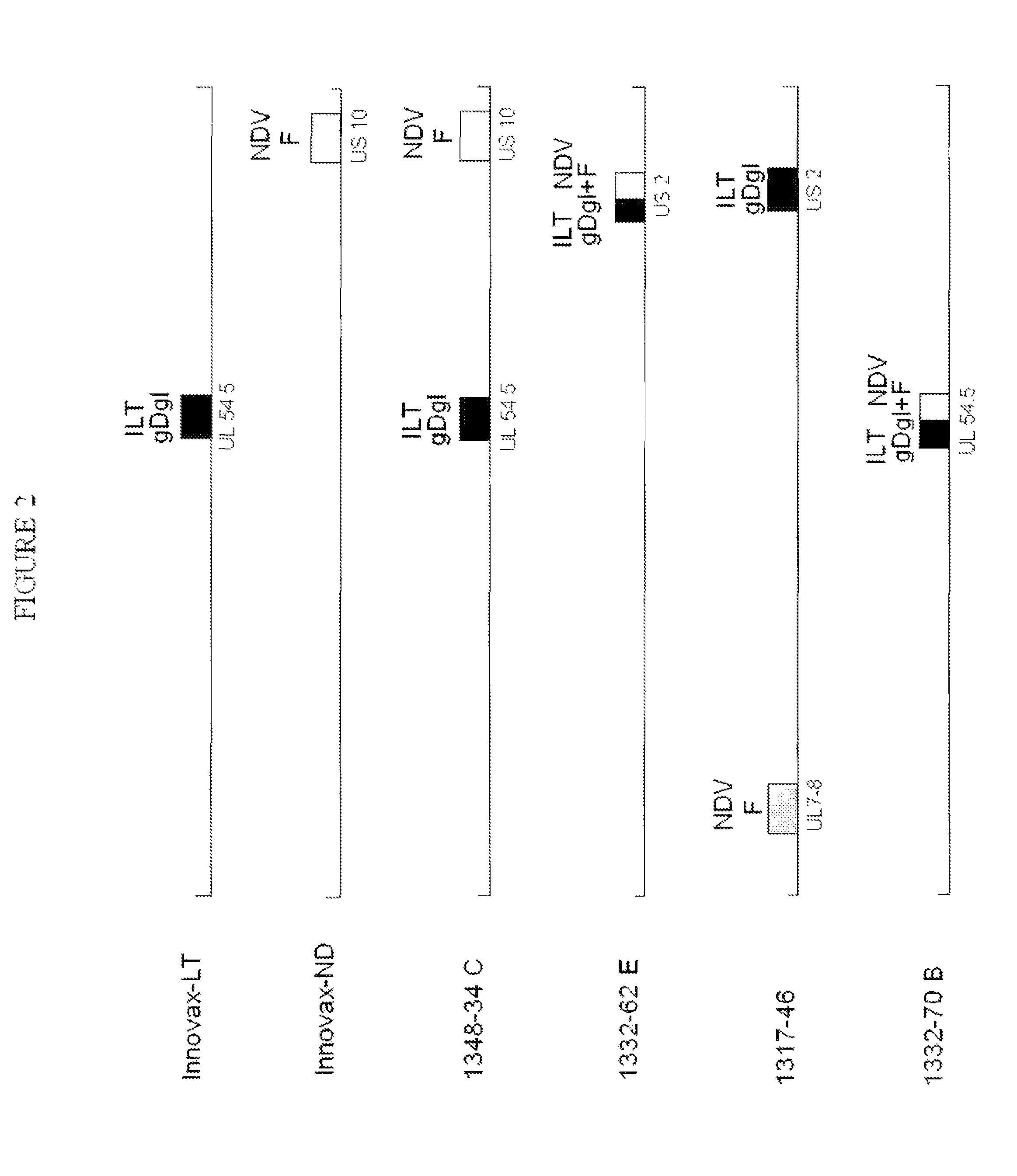 Recombinant non-pathogenic marek's disease virus constructs encoding infectious laryngotracheitis virus and newcastle disease virus antigens