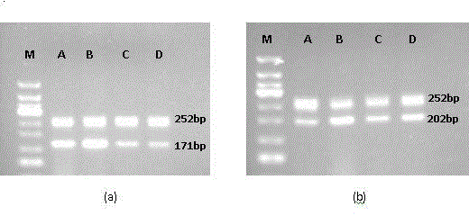 Application of curcumin in preparation of drug used for resisting colitis