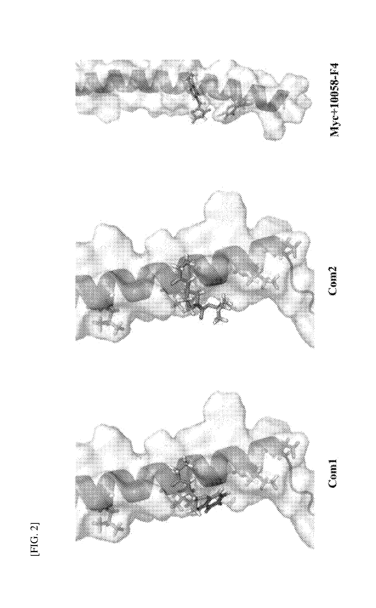 Method of discovering new drug candidate targeting disorder-to-order transition region and apparatus for discovering new drug candidate