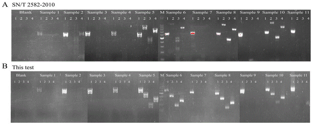 Multiple PCR detection primer group, kit and detection method for fungus producing aflatoxin