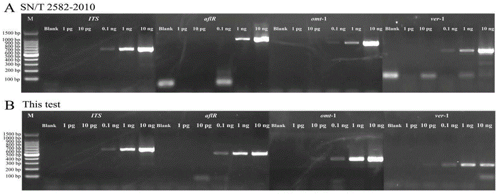 Multiple PCR detection primer group, kit and detection method for fungus producing aflatoxin