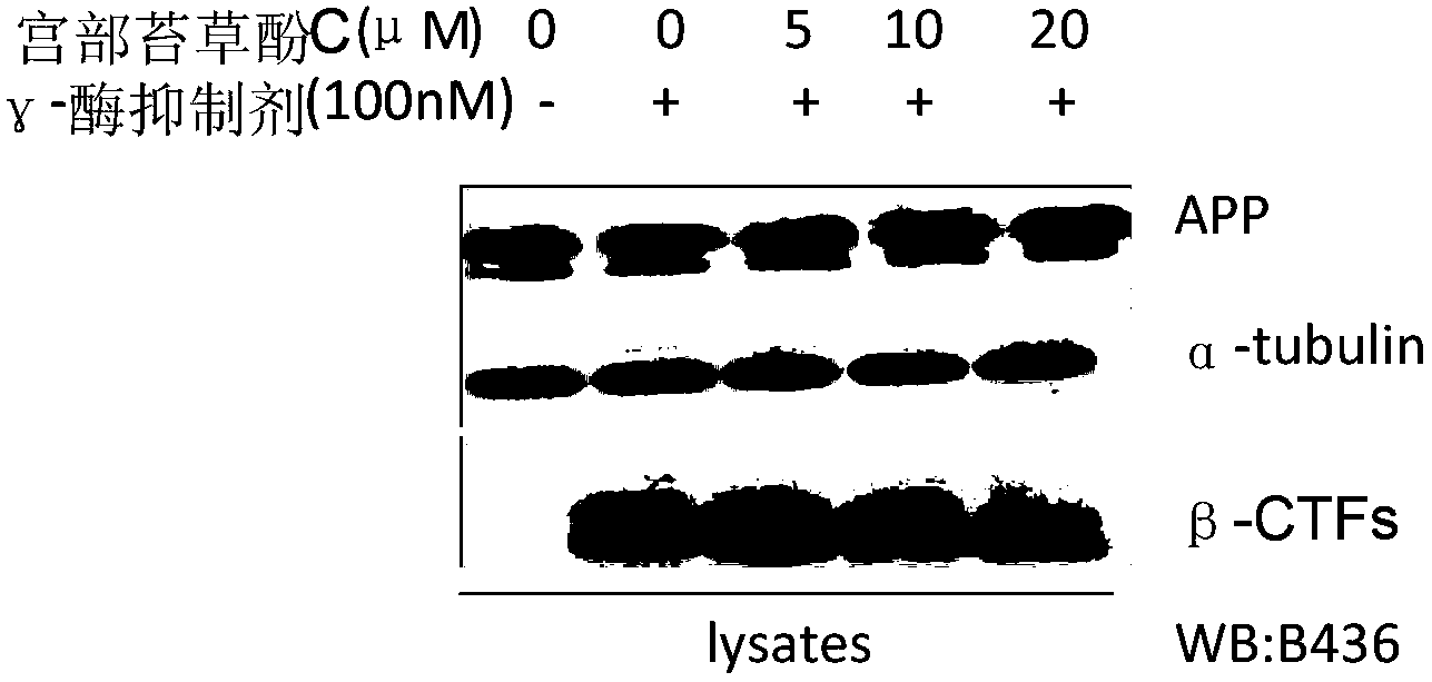 Application of polyphenol compound to preparation of pharmaceutical for treating senile dementia