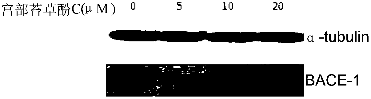 Application of polyphenol compound to preparation of pharmaceutical for treating senile dementia