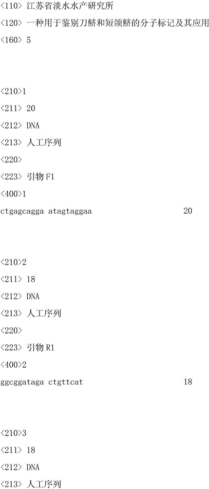 Molecular marker for identifying coilia nasus and C. brachygnathus, and application of molecular marker