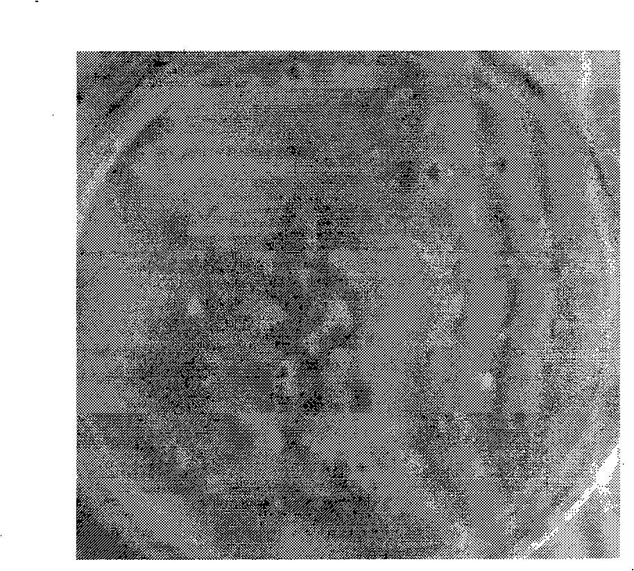 Method for obtaining regeneration plant from in-vitro culture of black seed pumpkin