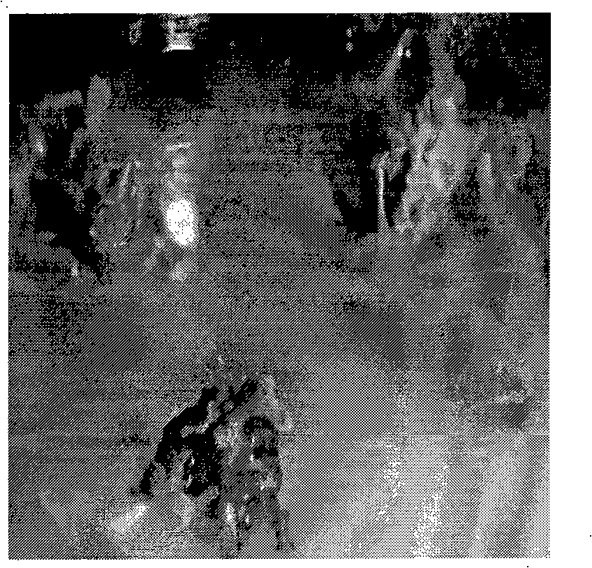 Method for obtaining regeneration plant from in-vitro culture of black seed pumpkin