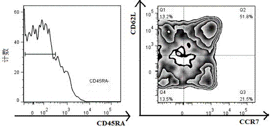 The Application of Cefnixime Sodium in Expansion of Central Memory T Cells in Vitro