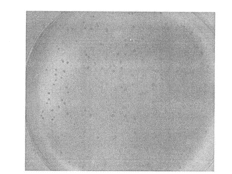 A broad host spectrum Salmonella pullorum phage and its application