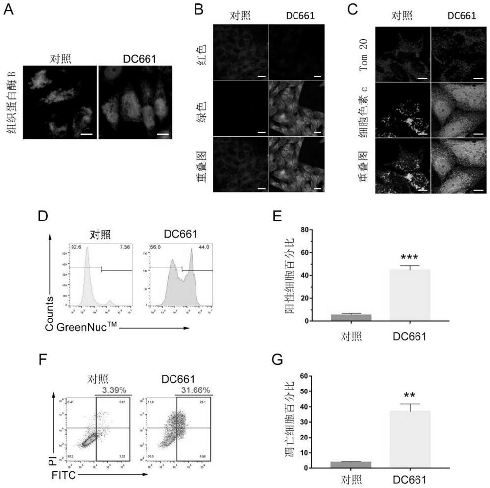 Application of DC661 in treatment of hepatocellular carcinoma