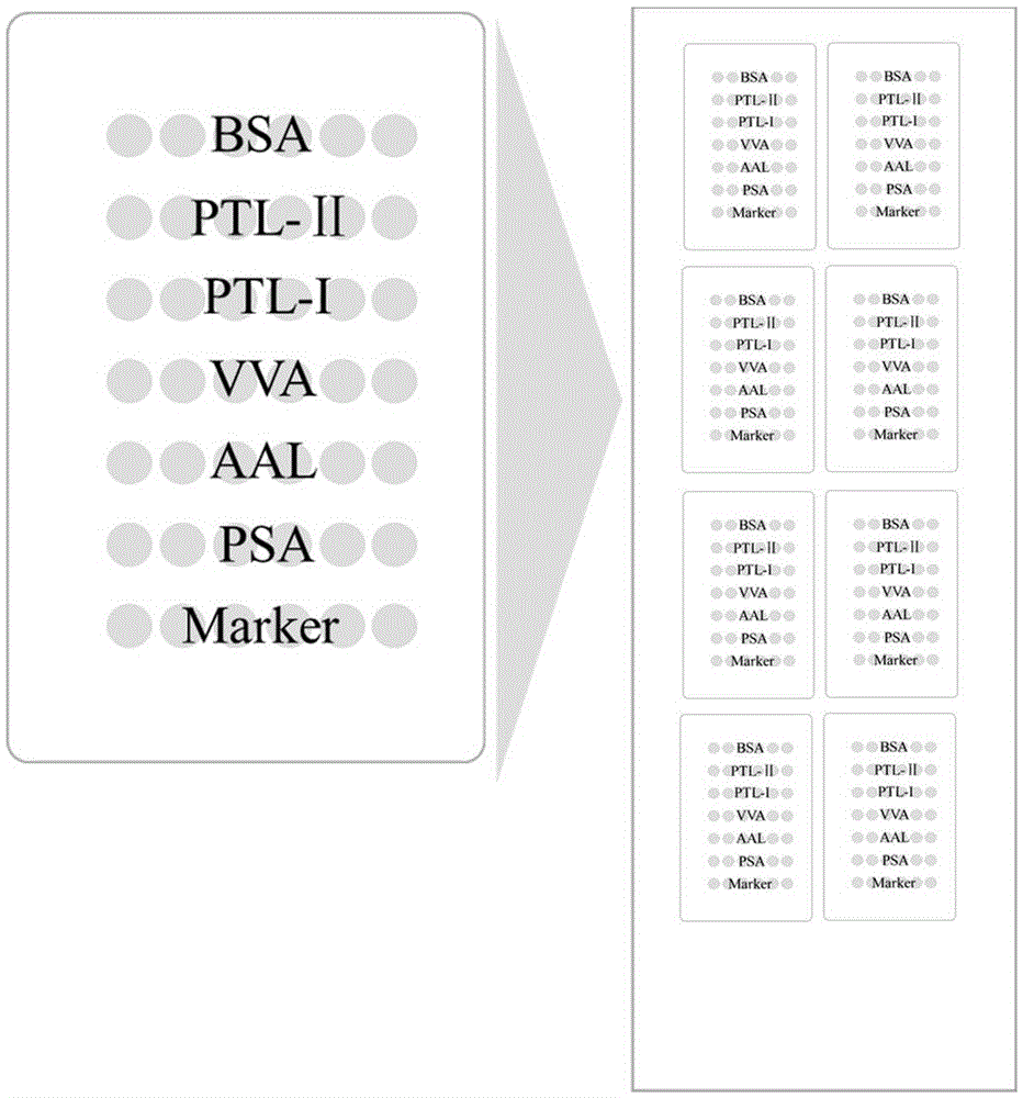 Lectin microarray for detecting carbohydrate chain marker based on sialoprotein and detection method of carbohydrate chain marker using same